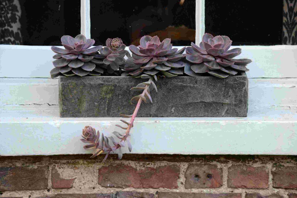 slate window box planter with succulent outdoor on window sill