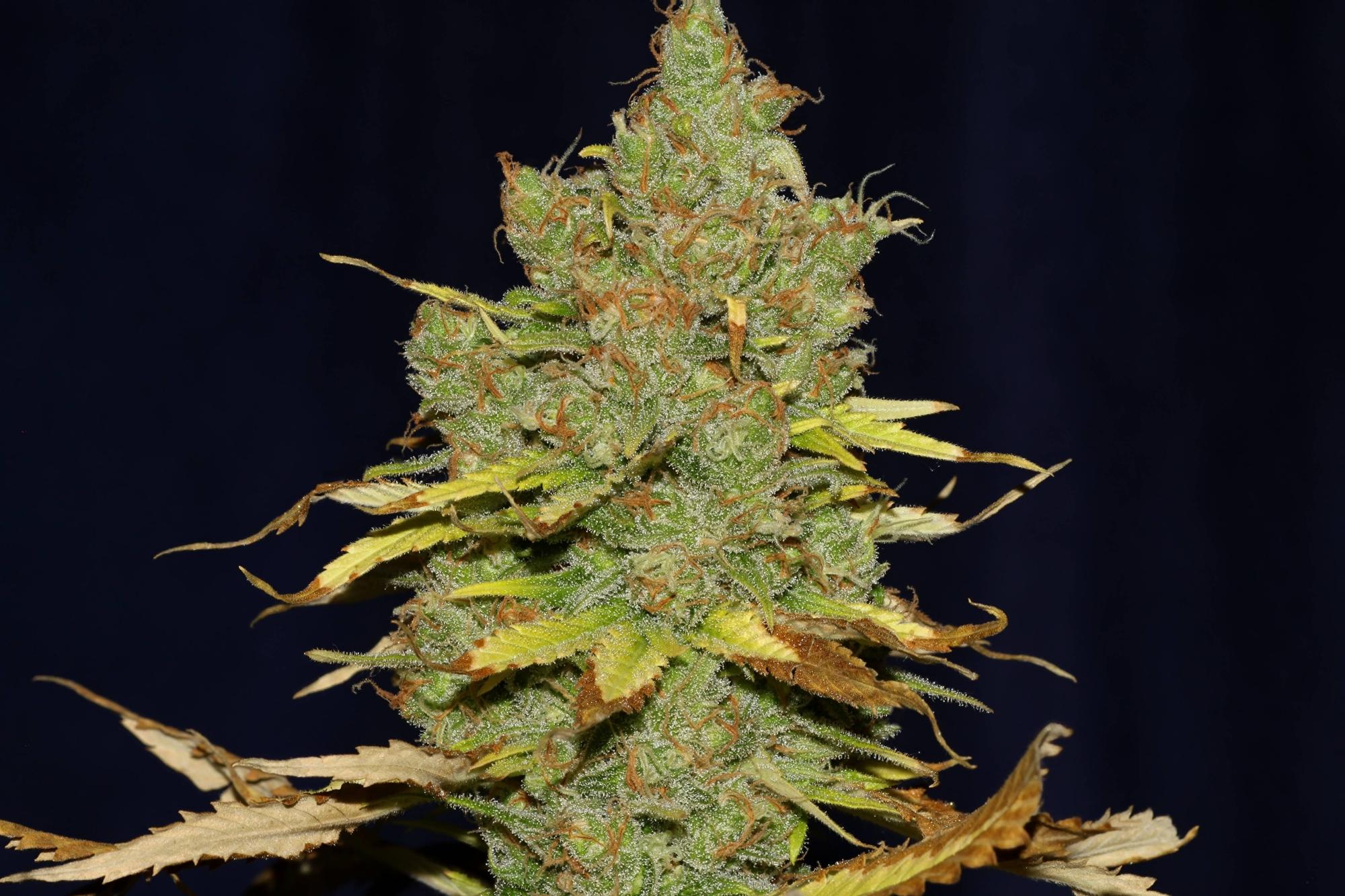C99 x Blueberry FAST Feminised Seeds