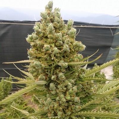 Ace Seeds