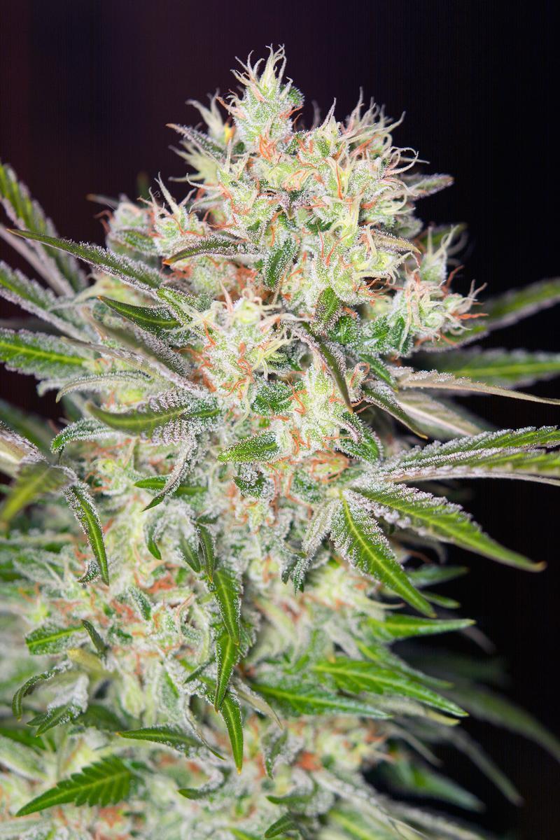 Sad Sweet Afghan Delicious F1 Fast Version Sweet Seeds Sweet afghani delicious marijuana (aka sad) is a feminized indica marijuana strain. sad sweet afghan delicious f1 fast