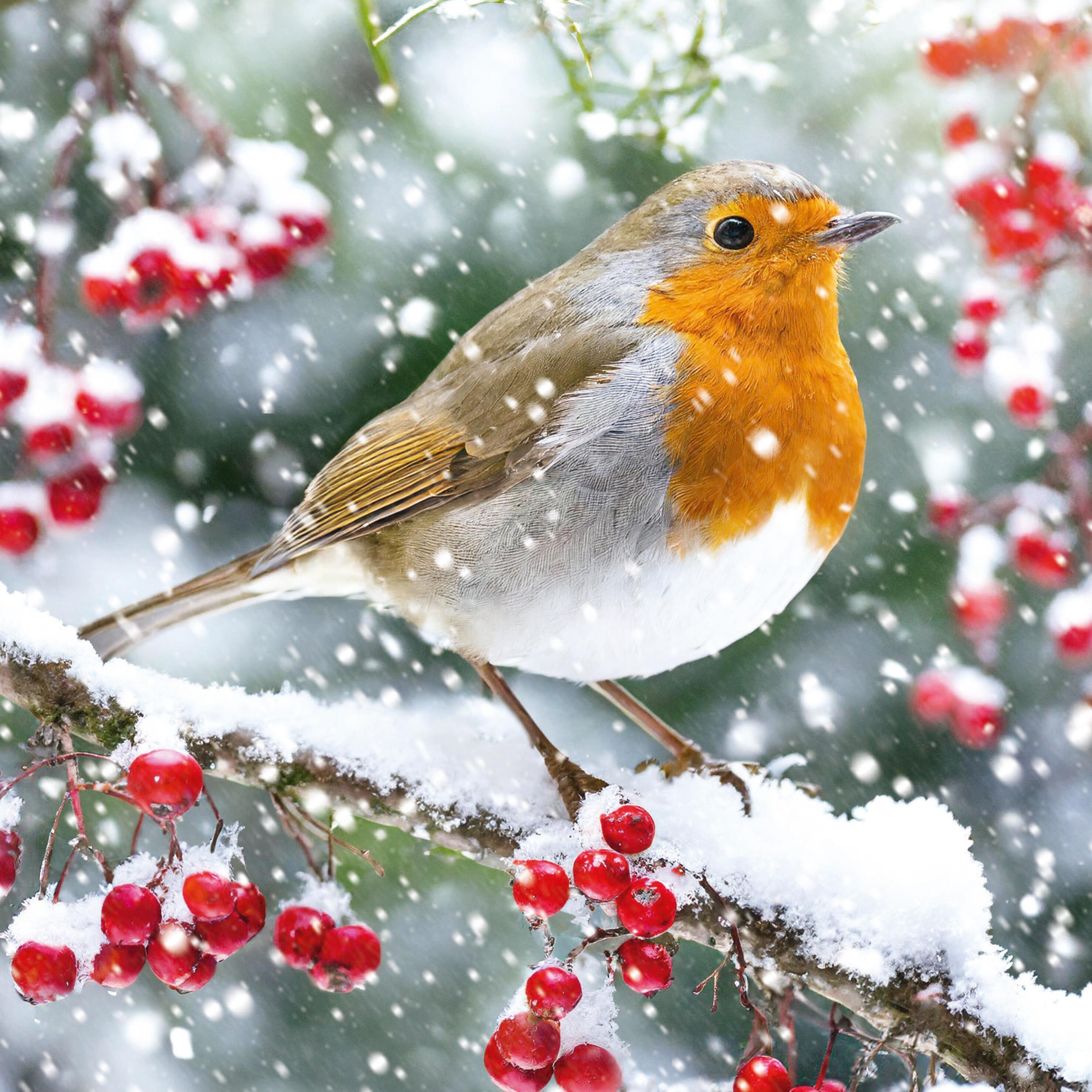 Robin Christmas Card | Snowy Branch & Red Berries Winter Scene