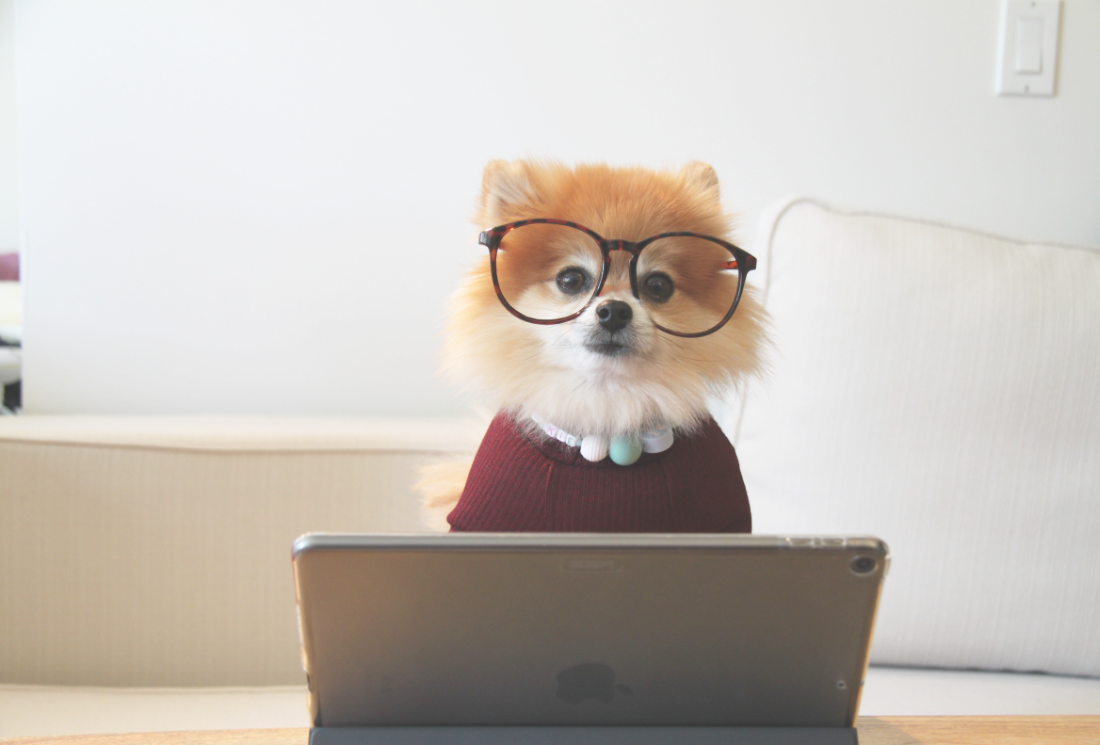 dog on laptop