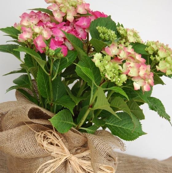 Hydrangea plant - pink