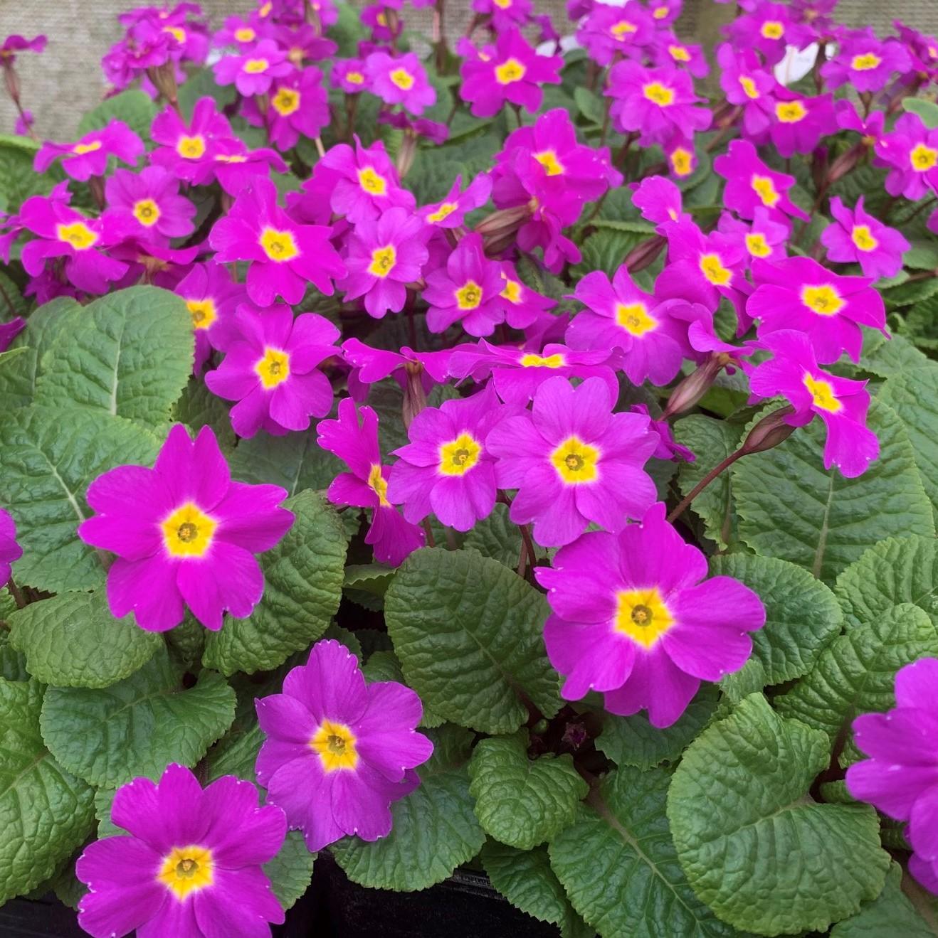 Primula Vulgaris 'Theodora' | Summerdale Garden Nursery