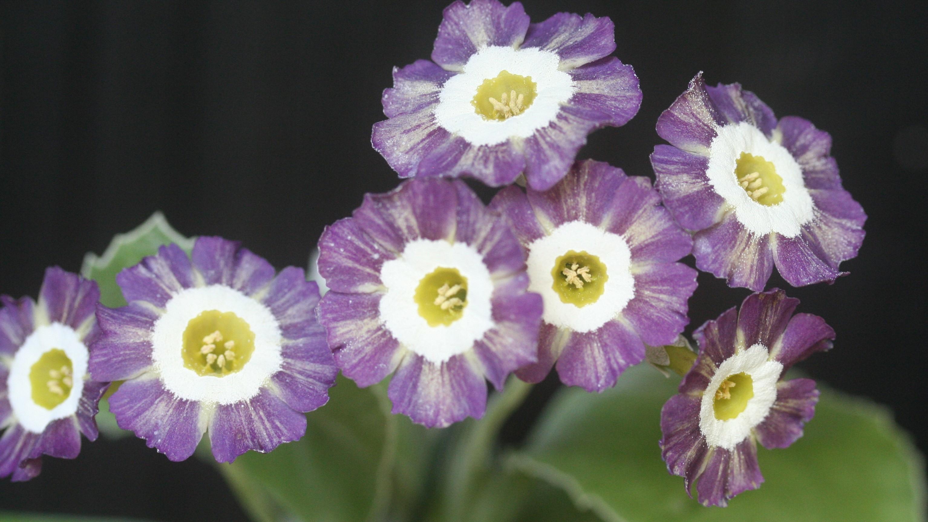 Primulas, auriculas and plants for shade