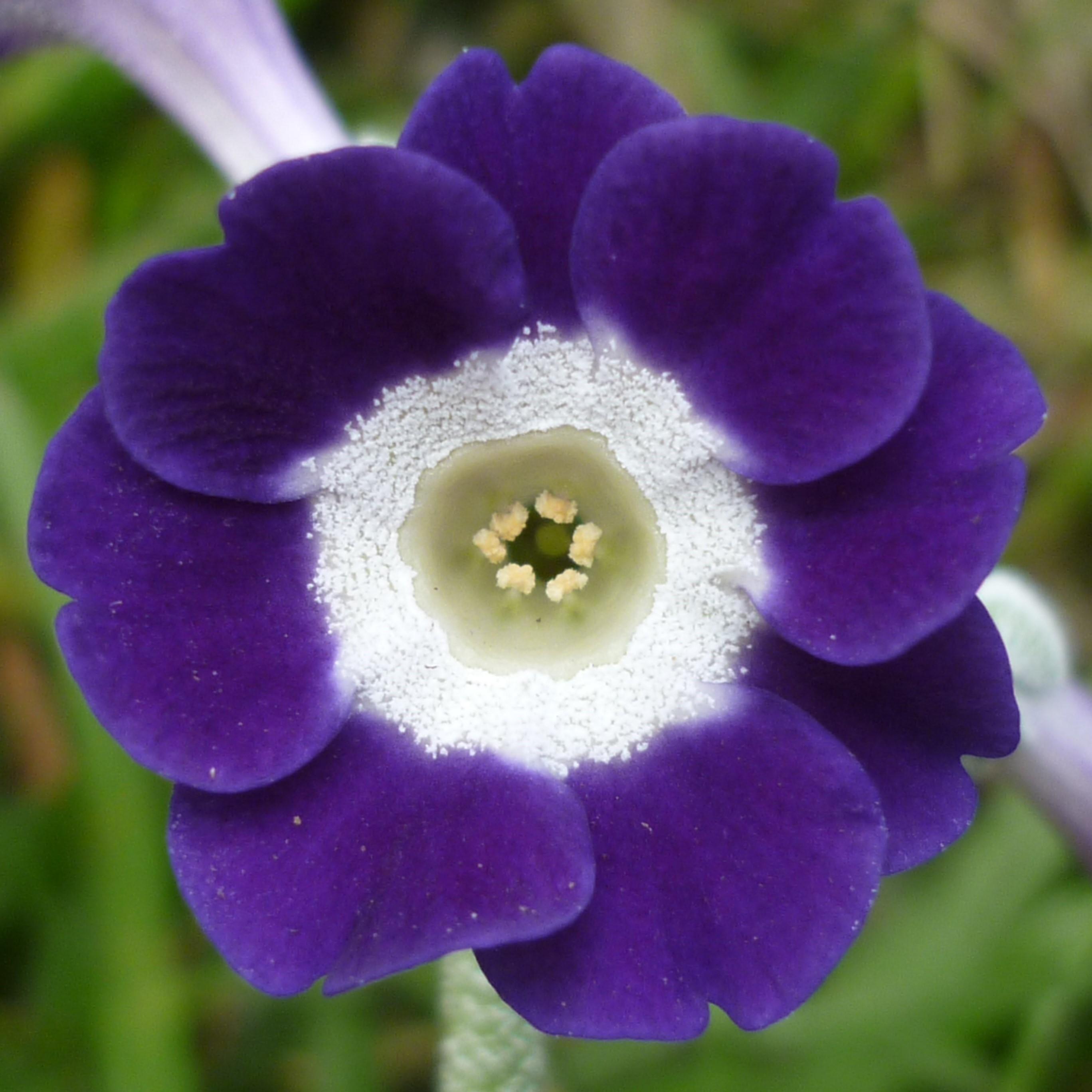 Border auriculas