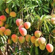 Badami Mango- Karnataka's Alphonso, Easy Kulfi Recipe.