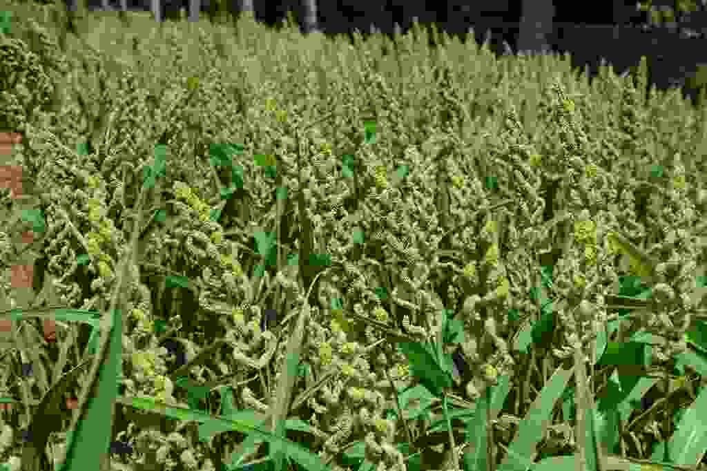 Barnyard Millet For A Healthier Life with Easy Recipe