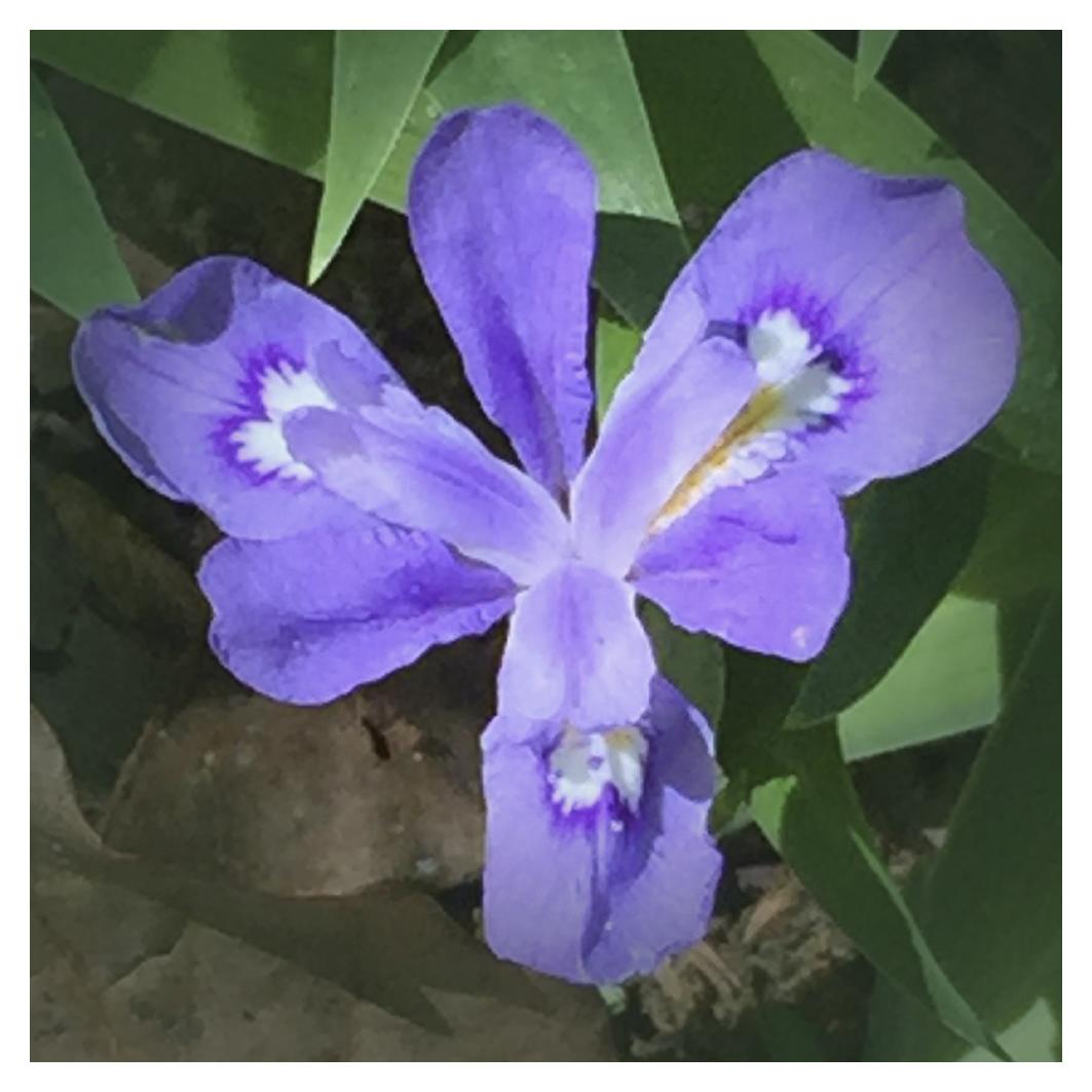 Wild iris found at Sewanee, Tenessee