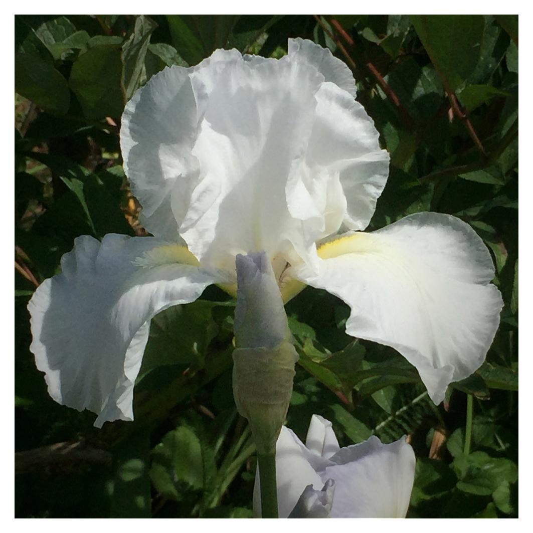White iris blooming in November