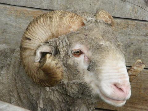 How sheep helped us avoid our mother getting pressure sores