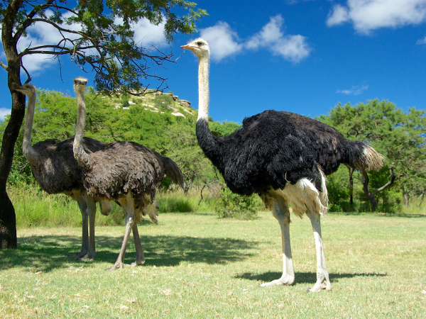 Embracing Growth and Grounding with the Ostrich as Your Guide