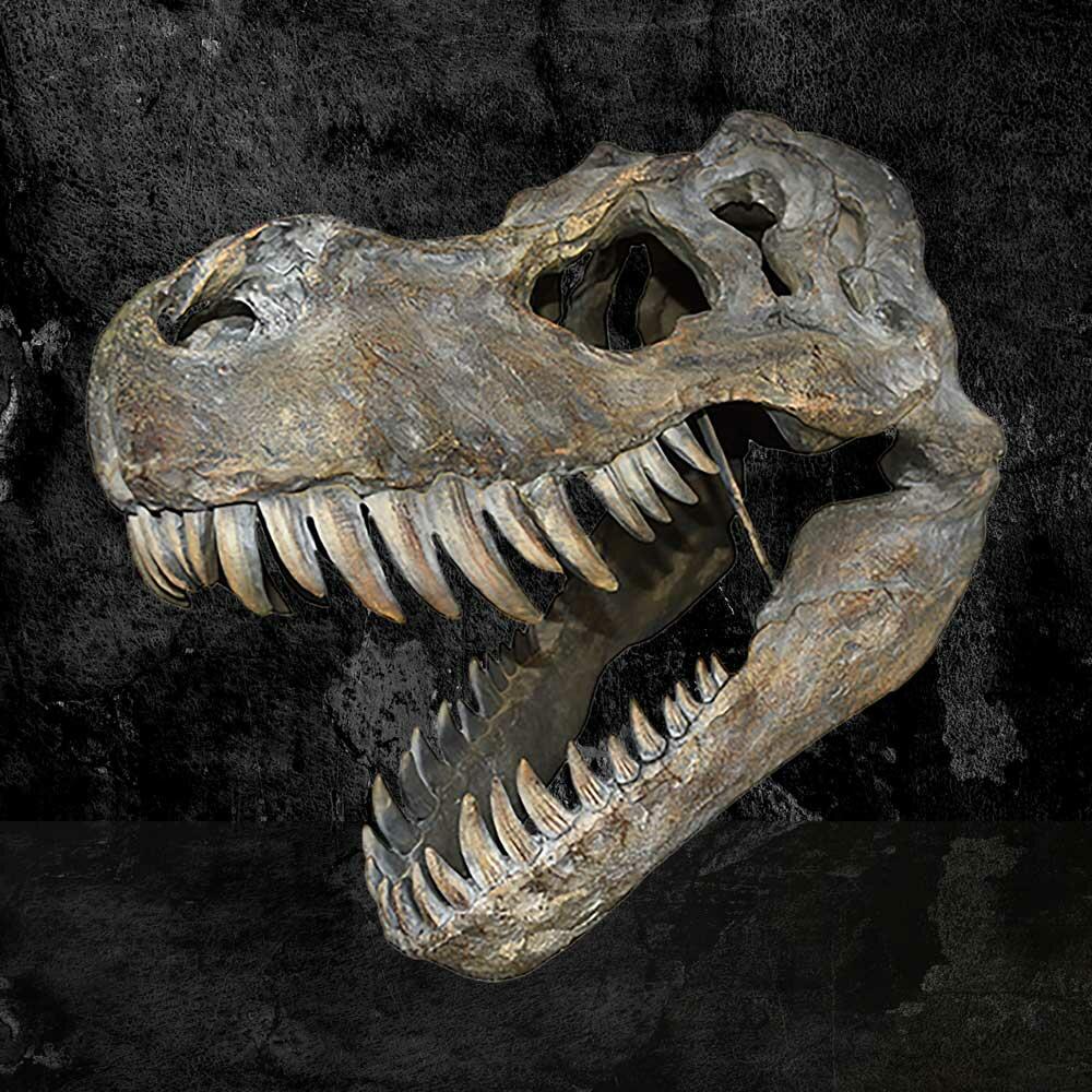 Second image for Tyrannosaurus Rex Large Dinsoaur Skull 51.5cm