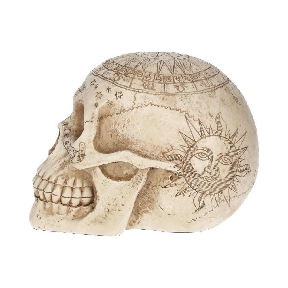 Third image for Astrological Skull Engraved With The Zodiac Circle 20cm