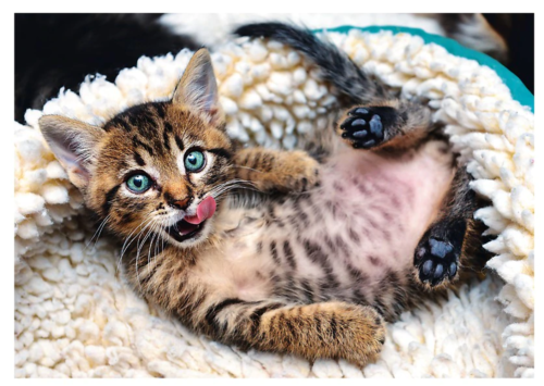A playful kitten lying on its back with its tongue out, showcasing its adorable and carefree nature.