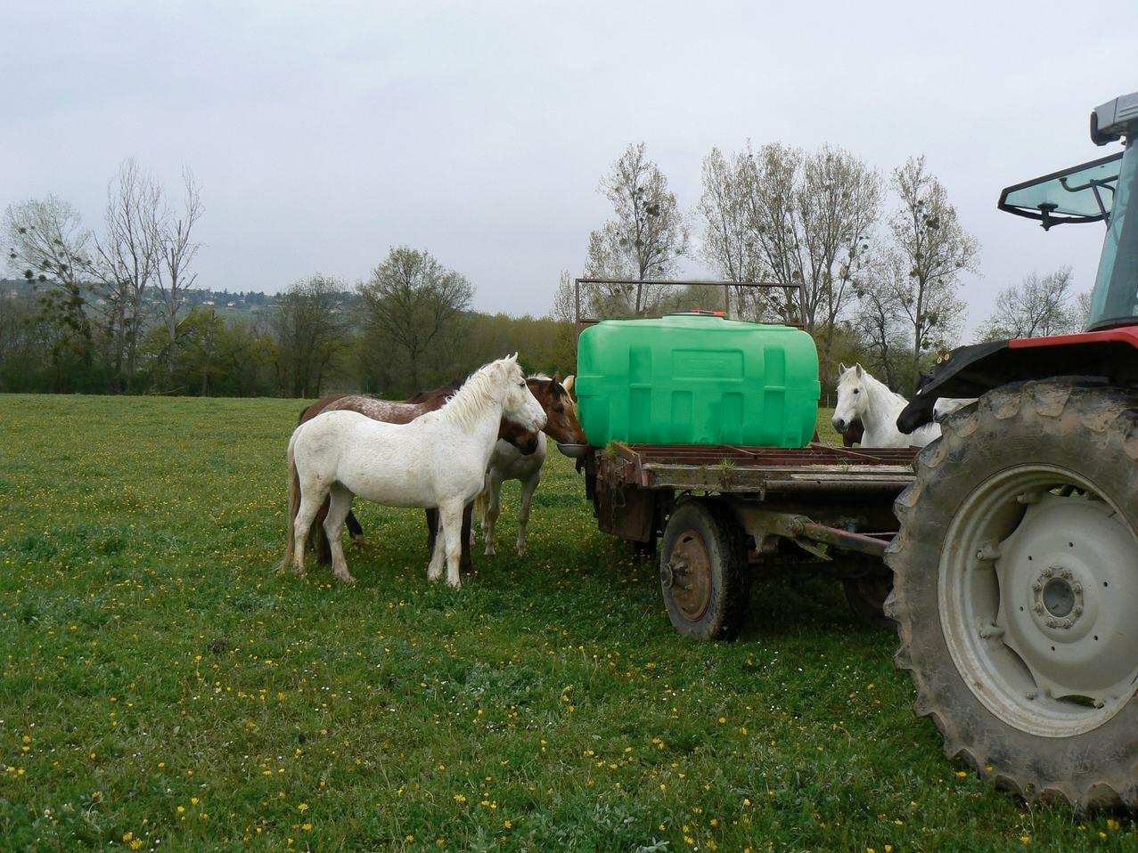 PE Weidefass auf Pferdekoppel 8381