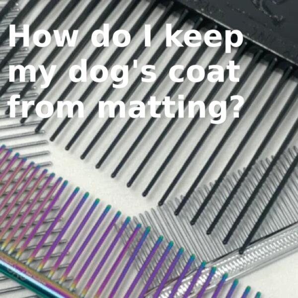 How do I keep my dog's coat from matting?