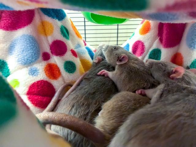 Fuzzbutt "Stack and a half" extra wide double hammock for rats, chinchillas, ferrets