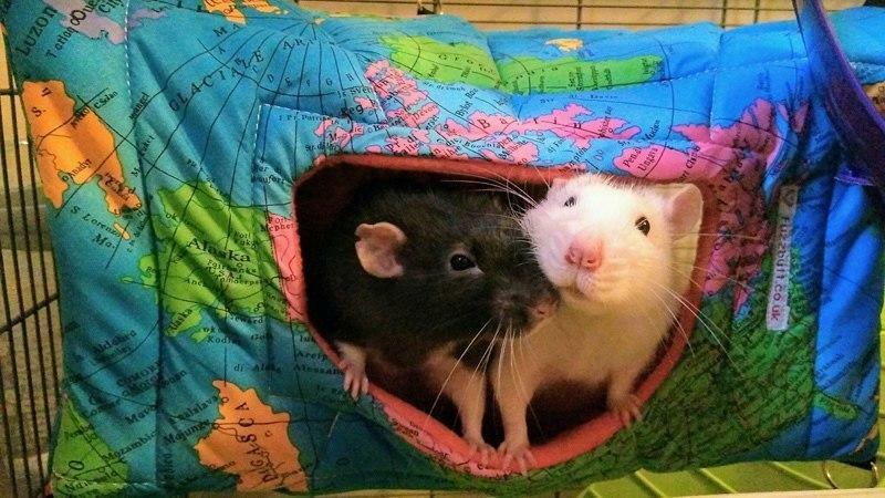 Fuzzbutt Cheezwedge floor-standing or hanging corner house for your rat, chinchilla, guinea pig