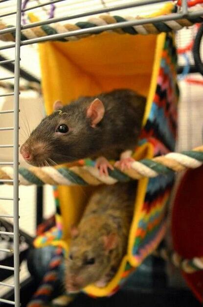 Fuzzbutt Cage Condo two room rat hammock, chinchilla hammock