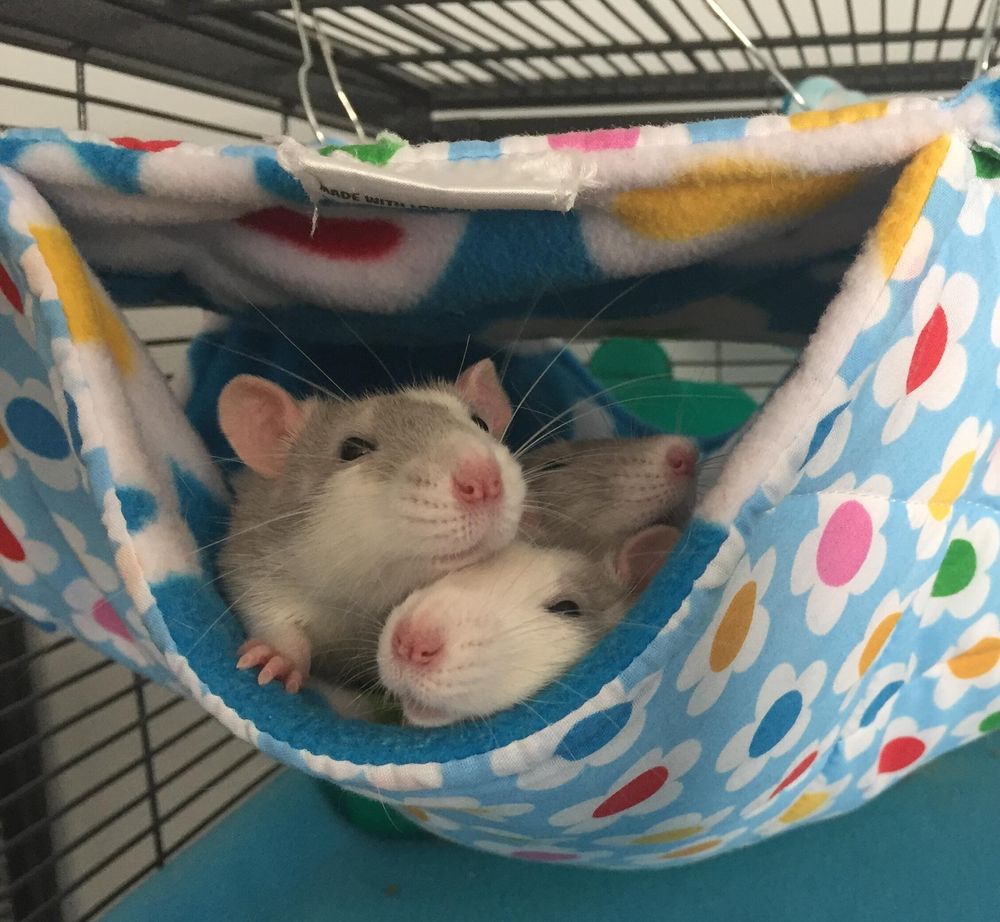 The best and most robust rat hammocks in the UK - since 2006!  Home of the Snooze Cube, Pumpkin Cube and Stack-and-a-half hammock.  Come on in!