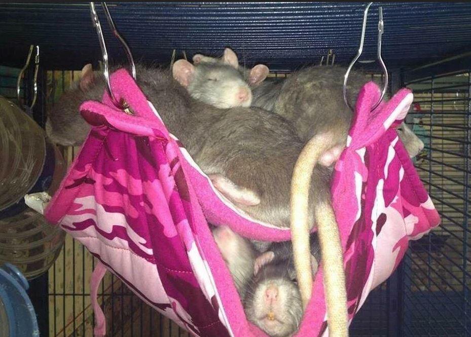 rat hammock, Fuzzbutt Stack-a-Fuzz double hammock for chinchillas, rats, small furries