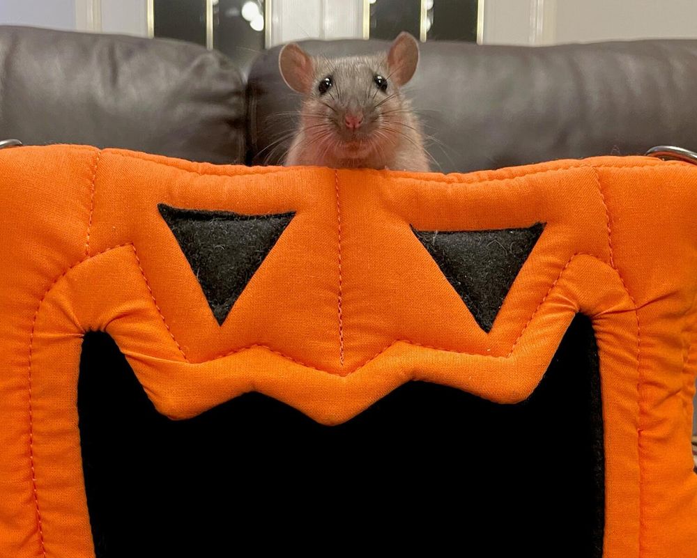 The best and most robust rat hammocks in the UK - since 2006!  Home of the Snooze Cube, Pumpkin Cube and Stack-and-a-half hammock.  Come on in!