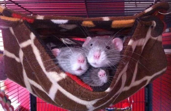 rat hammock, Fuzzbutt Stack-a-Fuzz double hammock for chinchillas, rats, small furries