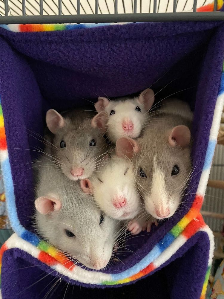 The best and most robust rat hammocks in the UK - since 2006!  Home of the Snooze Cube, Pumpkin Cube and Stack-and-a-half hammock.  Come on in!