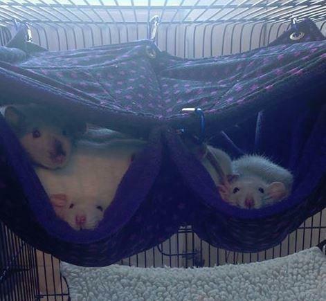 Fuzzbutt Stack and a half extra wide double rat hammock for rats, chinchillas, ferrets