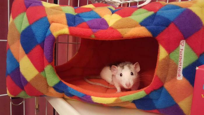 Fuzzbutt Cheezwedge floor-standing or hanging corner house for your rat, chinchilla, guinea pig