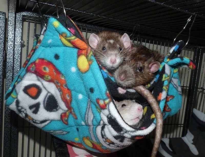 Fuzzbutt Stack-a-Fuzz double hammock for chinchillas, rats, small furries