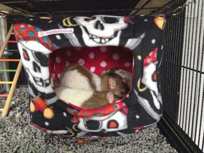Fuzzbutt Luxury Snooze Cube for chinchillas, rats, small furries