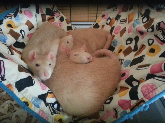 Fuzzbutt 12.5x17" hammock for rats, chinchillas, small furries