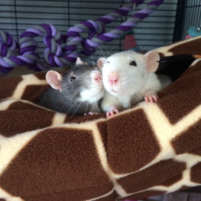 Fuzzbutt medium Choob sleeping tube for rats, chinchillas, small furries, rat hammock