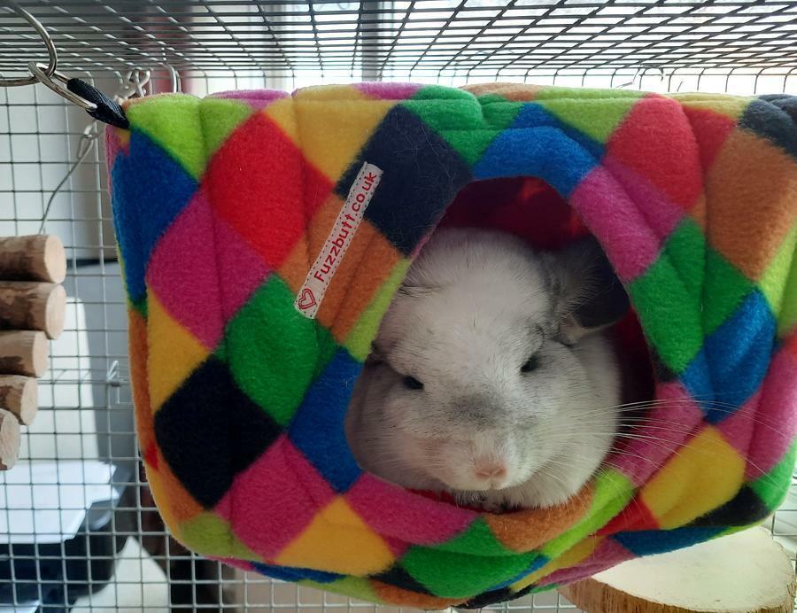 Fuzzbutt snooze cube, hanging cube for rats, cube for chinchilla, rat bed, chinchilla bet, rat cube, chinchilla cube, fuzzbutt cube,. fuzzbutts cube