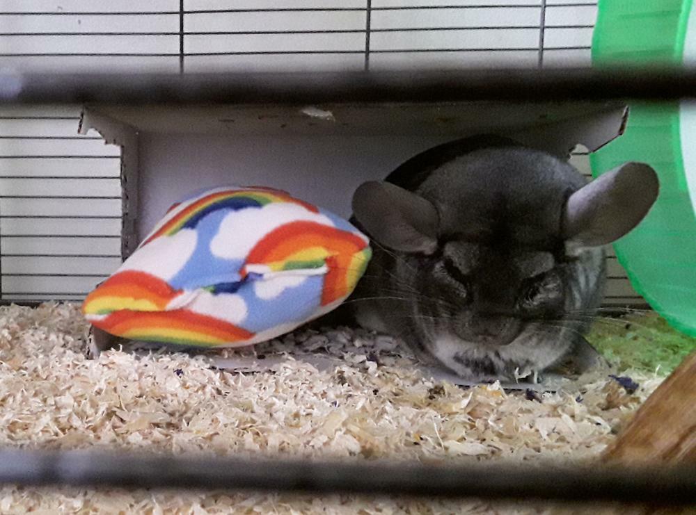 Fuzzbutt FuzzBuddy, fleecy cuddle companion for chinchillas, rats, small furries