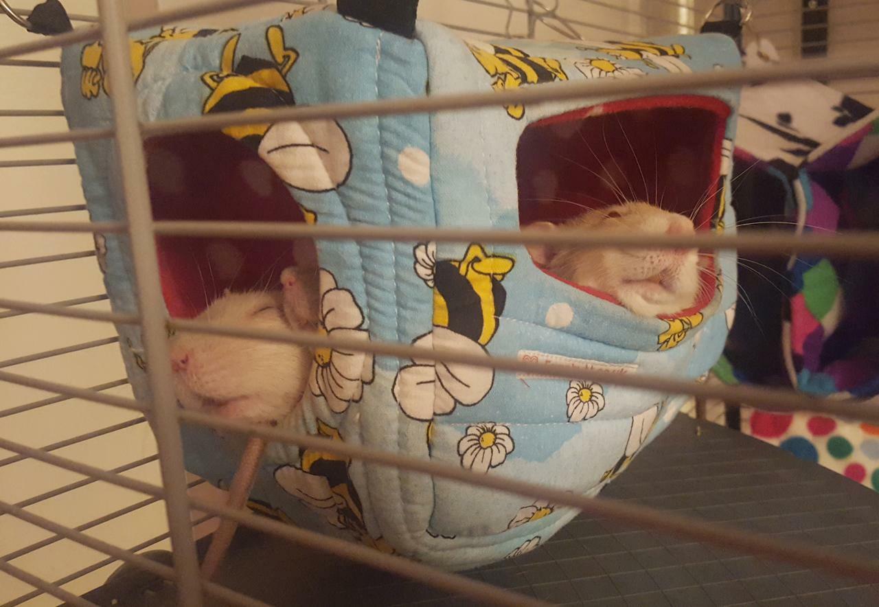 Fuzzbutt snooze cube, hanging cube for rats, cube for chinchilla, rat bed, chinchilla bet, rat cube, chinchilla cube, fuzzbutt cube,. fuzzbutts cube