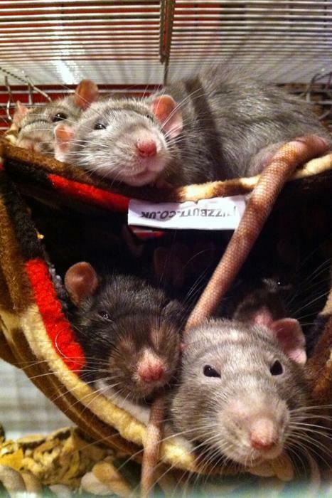 rat hammock, Fuzzbutt Stack-a-Fuzz double hammock for chinchillas, rats, small furries
