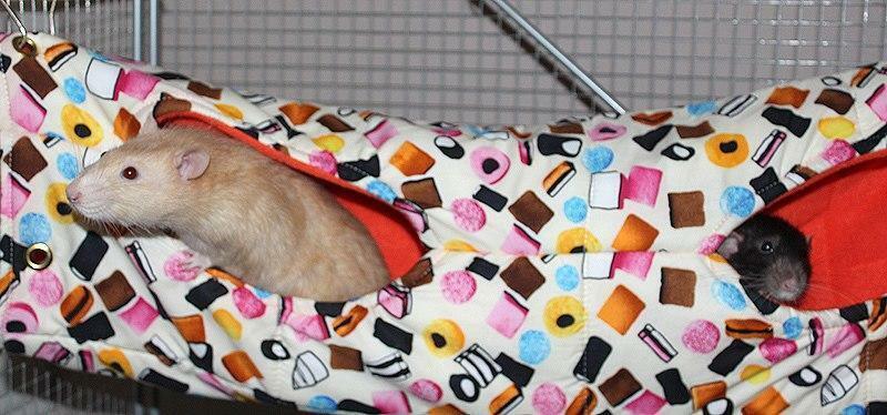XL hanging tube Choob for rats, chinchillas, small furries