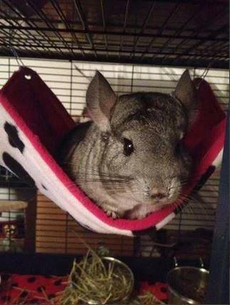 Fuzzbutt 12.5x17" hammock for rats, chinchillas, small furries