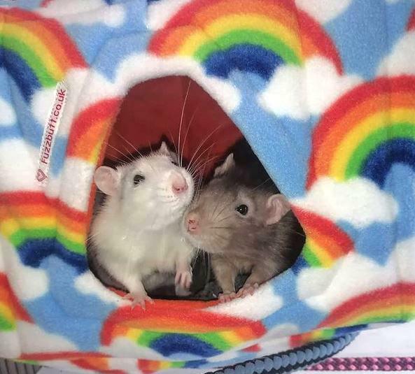 Fuzzbutt Luxury HoojCube hanging cube for rats, chinchillas, small furries