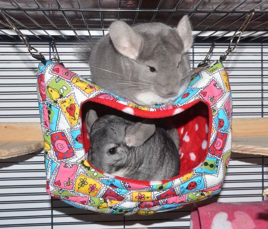 Fuzzbutt Luxury Snooze Cube for chinchillas, rats, small furries
