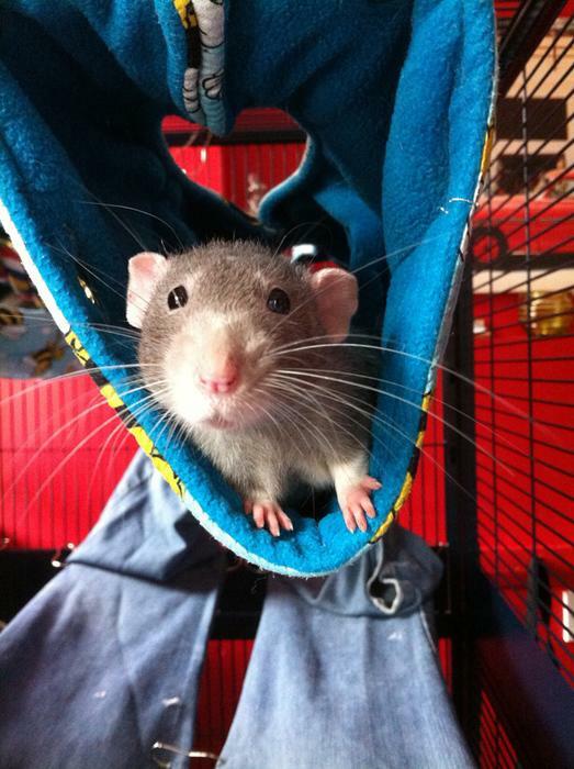 Fuzzbutt "Choob" hanging tube for rats, chinchillas, small furries