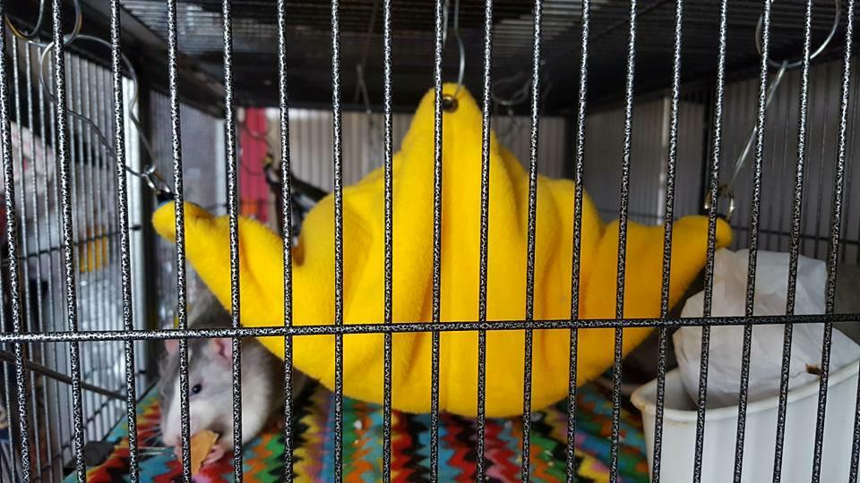 The Fuzzbutt Pouch Pod - multiway hanging hammock pod for your small furry!