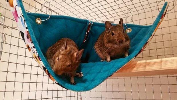 Corner rat hammock, corner chinchilla hammock, Fuzzbutt corner hammock, Corner Crush