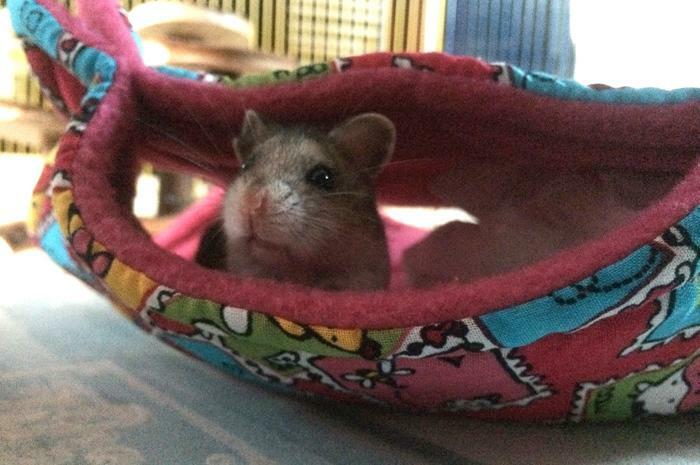 Fuzzbutt "Stack-a-Fuzz" mini double hammock for hamsters, mice, degu, gliders.