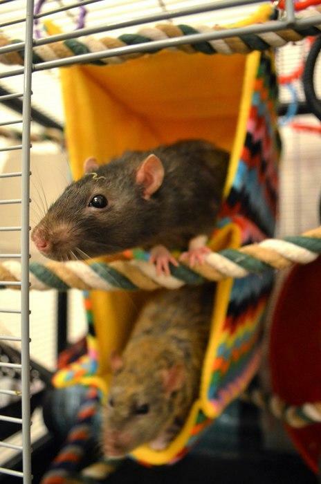 Fuzzbutt Cage Condo double rat hammock, chinchilla hammock