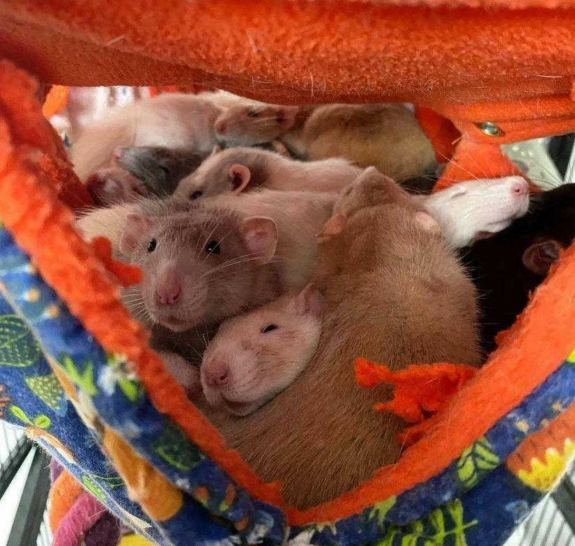 Fuzzbutt Stack and a half extra wide double hammock for rats, chinchillas, ferrets