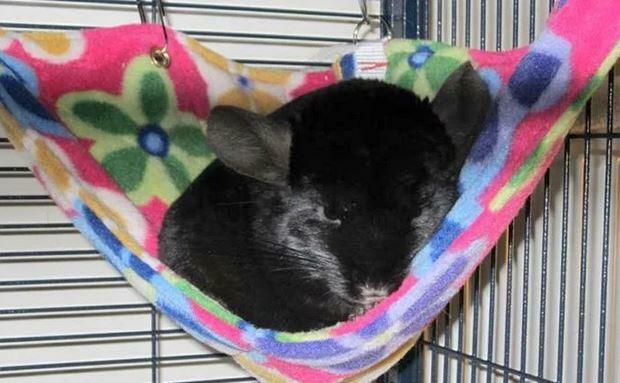 Corner rat hammock, corner chinchilla hammock, Fuzzbutt corner hammock, Corner Crush